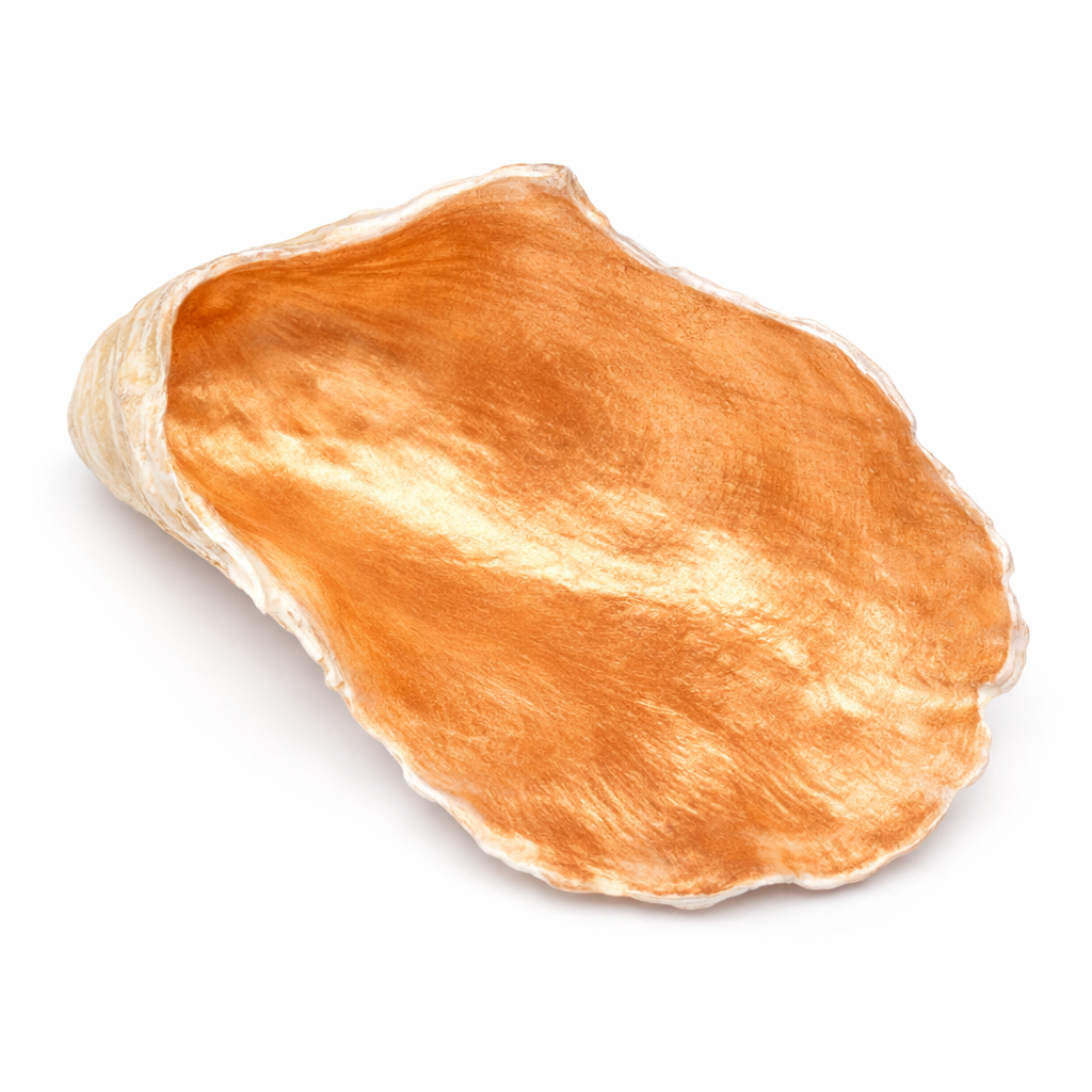 The Alys Oyster