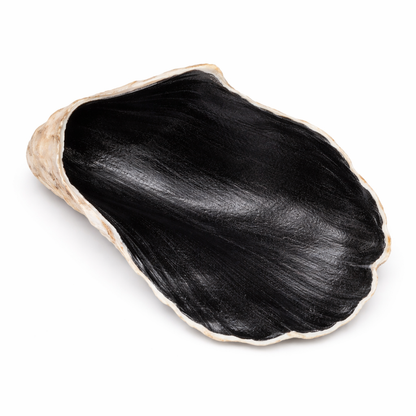 The Alys Oyster