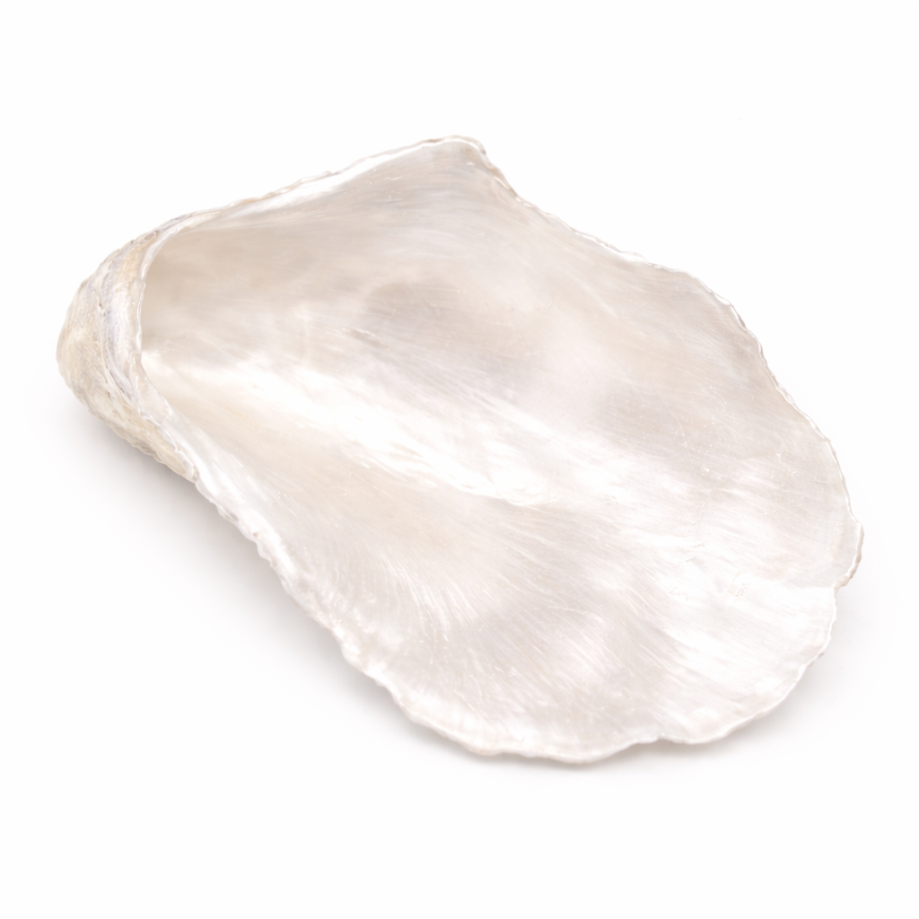 The Alys Oyster