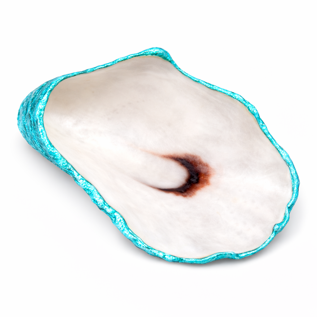 The Seagrove Oyster