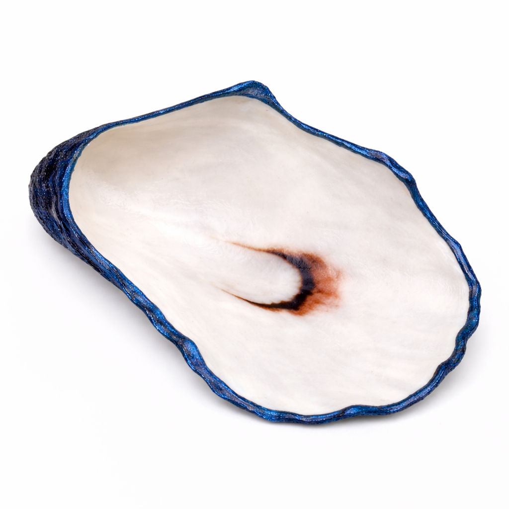The Seagrove Oyster