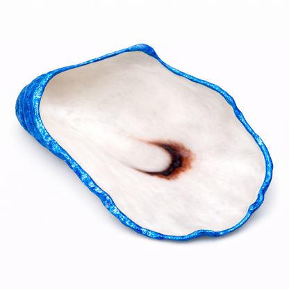The Seagrove Oyster