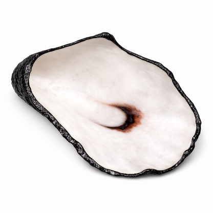 The Seagrove Oyster