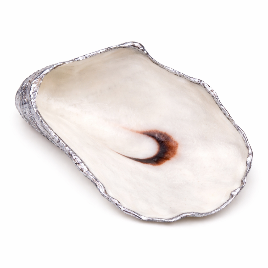 The Seagrove Oyster