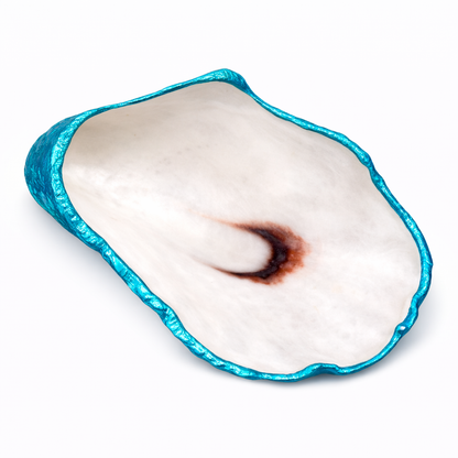 The Seagrove Oyster