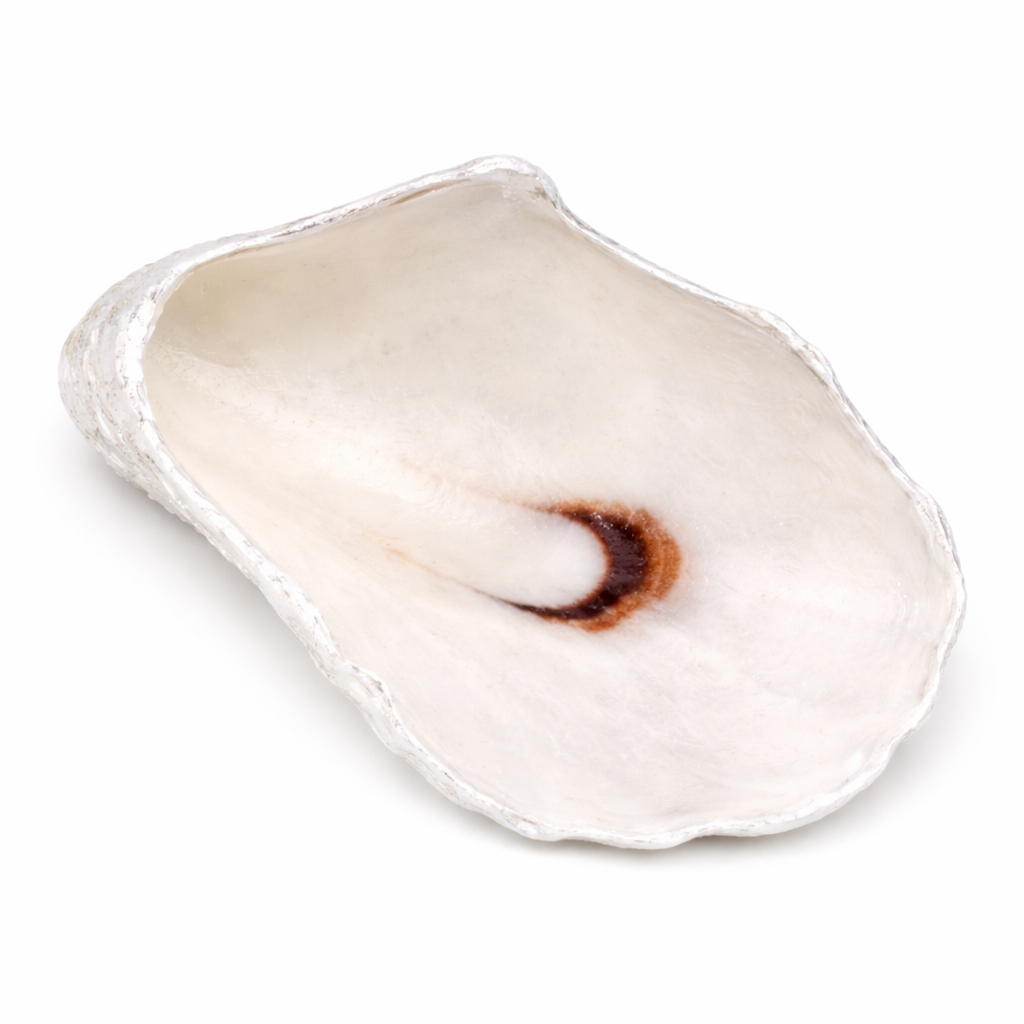 The Seagrove Oyster