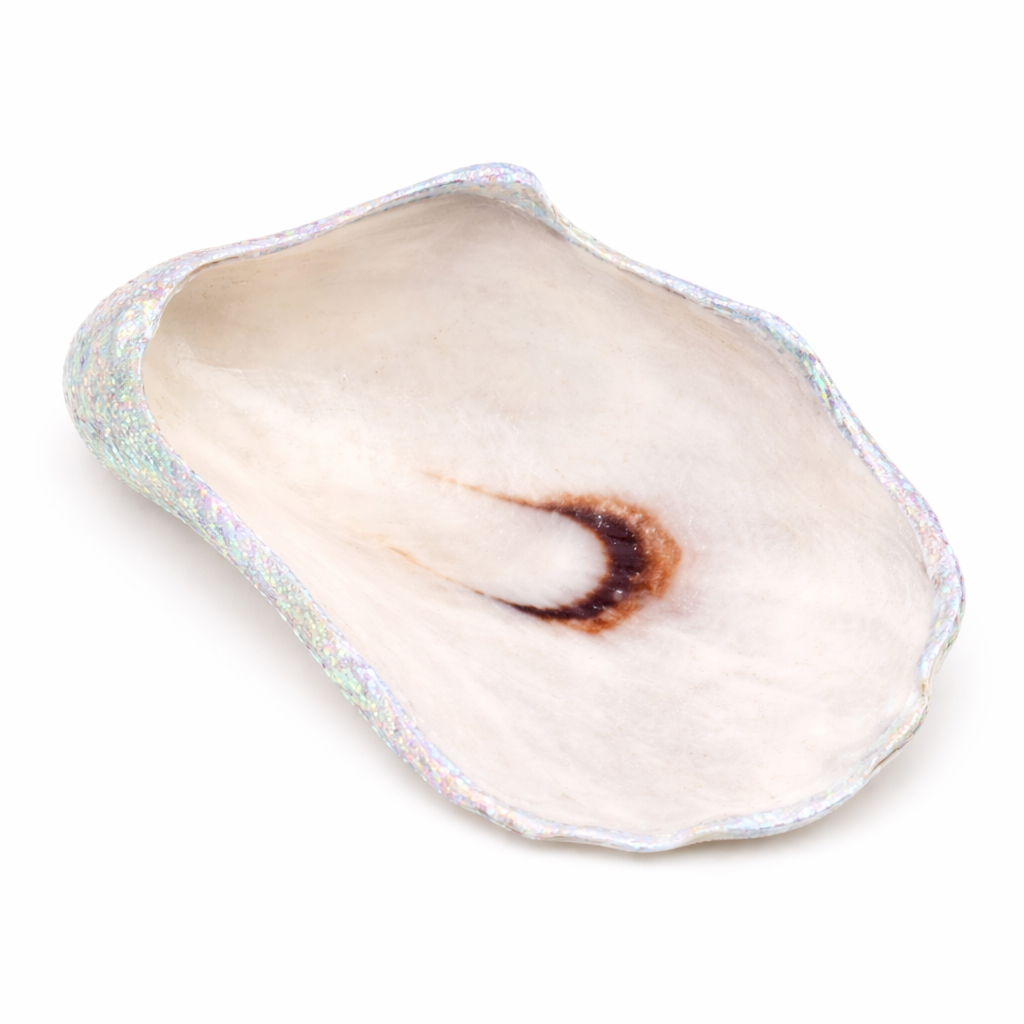 The Seagrove Oyster