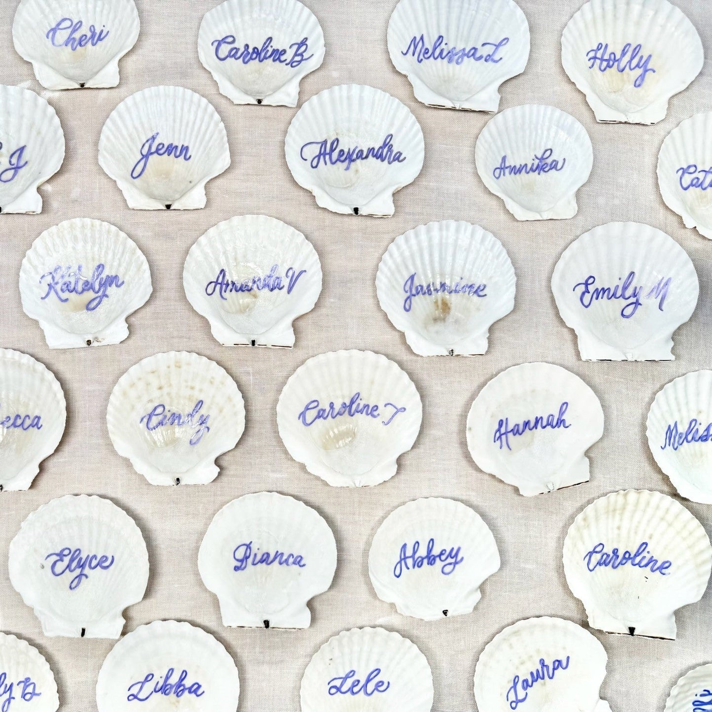 The Siesta Scallop