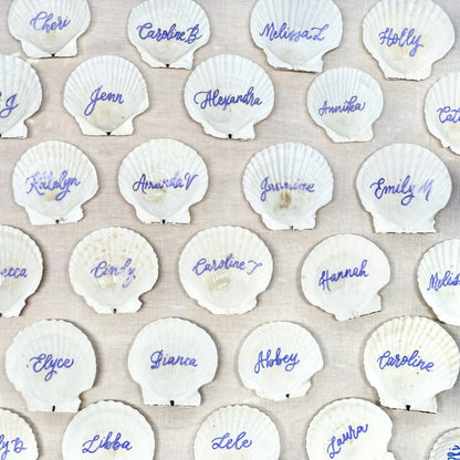 The Siesta Scallop