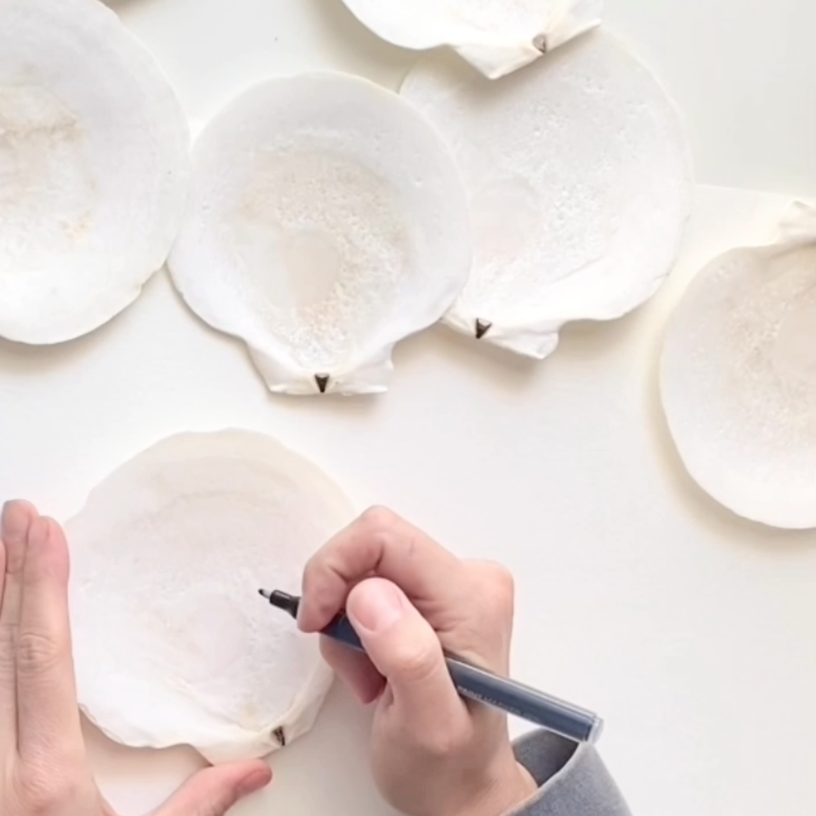 The Siesta Scallop